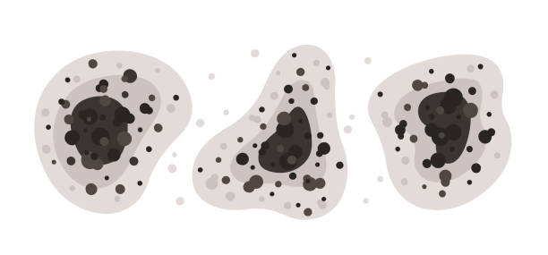 Best Mold Prevention Services  in Prunedale, CA